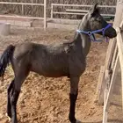 مهرة للبيع
