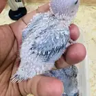 فروخ كنيور تركواز أناناس لهواة الهدد