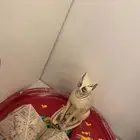 تمثال