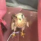 باشق باشك شبوط