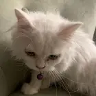 قطط تبني ضروري