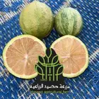 شتلات حمضيات مطعمه(حصيد الزراعية)