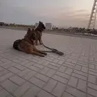 كلاب جيرمين شيبرد فصيلة نادرة و اصلية