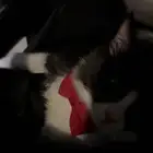قطط
