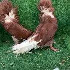 جاكوبين