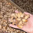 تمر قسب