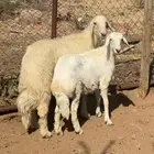 ذبايح للبيع