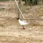 للبيع ذكر وز جناحه مكسور ومايىثر عليه