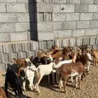 22 معزا عليها 19 كفو