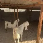 للبيع معزا عدد ثنتين مشاريك هولنديه شرط دفيع سلم سن وديد