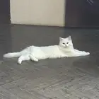 قطه للبيع