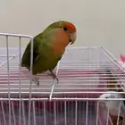 جوز طيور الروز