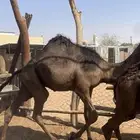 للبيع قعدان