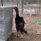 شامو يابان جوز