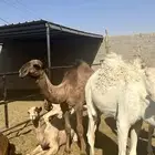 للبيع حشو وبكار