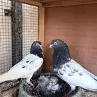 حمام باكستاني