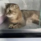 قطط سكوتش فولد للبيع