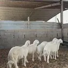 خرفان حريات