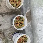 برشوم للبيع حالي