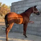مهر كفو