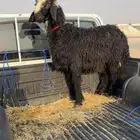 خروف نجدي