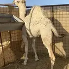 بكره رمانيه كفو للبيع