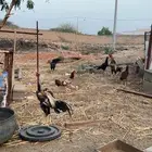 دجاج بكستاني