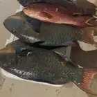 سمك طازج للبيع