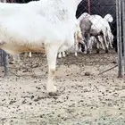 فحل جامع شبب