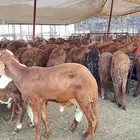 سواكن حمري جذعان وثنيان مرابي