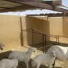 شياه حريات ولد