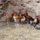 ديكه بلديه كفو