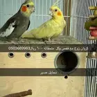 محايل عسير