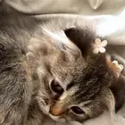 قطط سكوتش للبيع