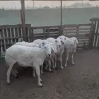 ضان