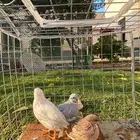 سمان صيني سمان ملكي