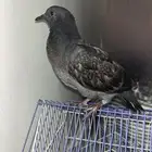 حمامه لا البيع أنثى
