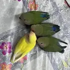 فروخ روز غر