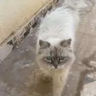 قطو بيت نظيف