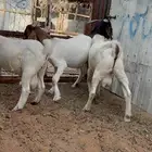 فحول بورقوت