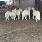 طليان كفو