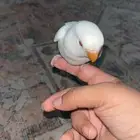 طير روز هدد نشبه