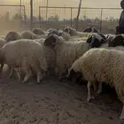 نعيم فواخر وطيب