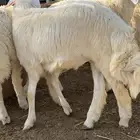 طليان حري