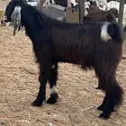 تيس عارضي مشروع
