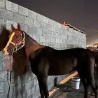 حصان فحل