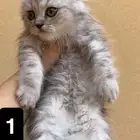 قطط سكوتش للبيع