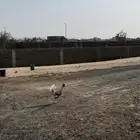 عرض على ديك ودجاجه بلدي