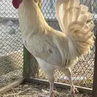 ديك ترثه اصيل