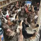 دجاج بياض بلدي